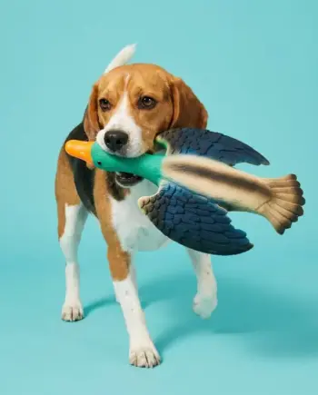Natural-latex duck squeaker dog toy